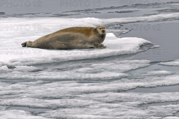 Bearded Seal