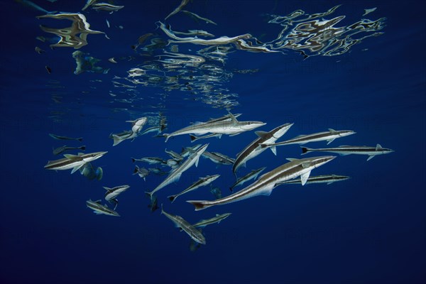 School of fish Remora