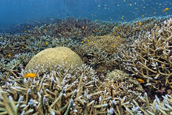 Various stony corals