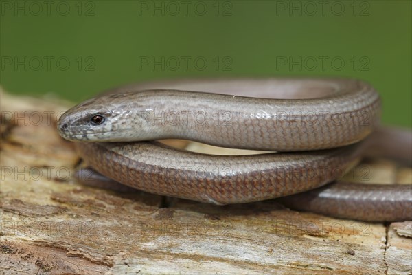 Slow worm