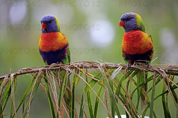 Rainbow Lorikeet