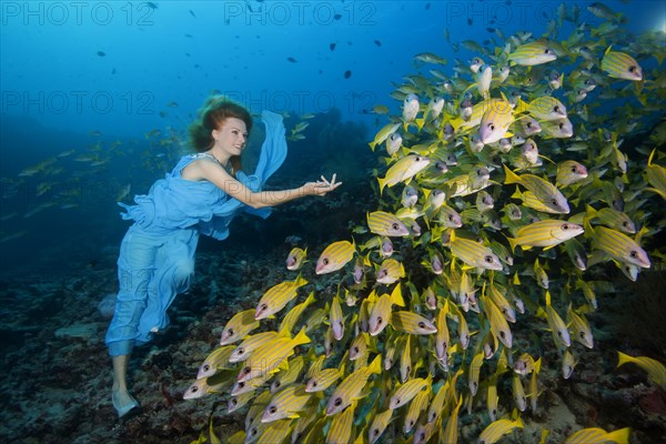 Beautiful woman in blue dress with school of fish Bluestripe Snappers