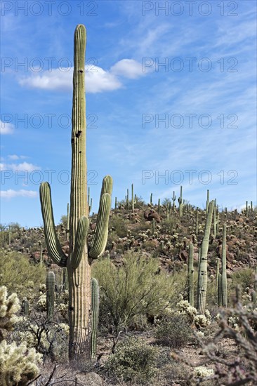 Saguaro