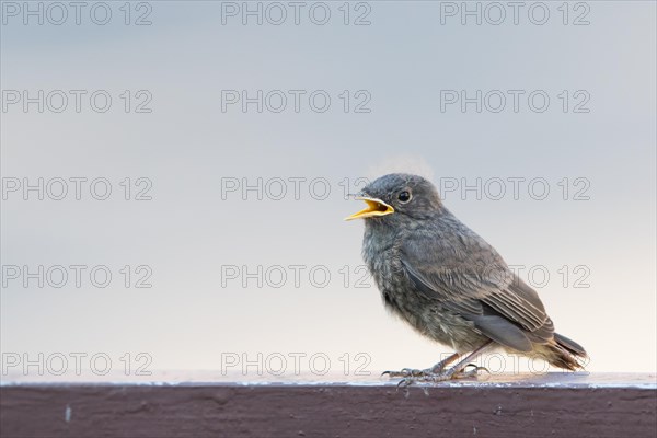 Black redstart