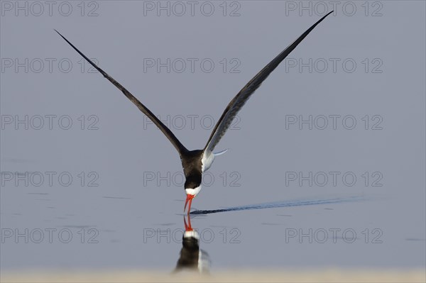 African skimmer