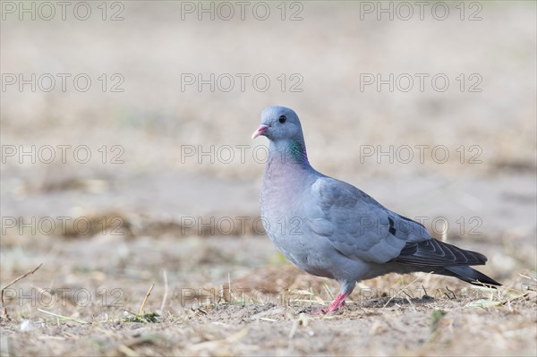 Stock Dove