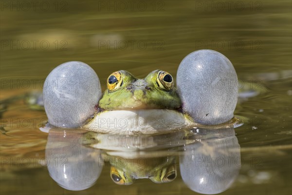 Edible Frog