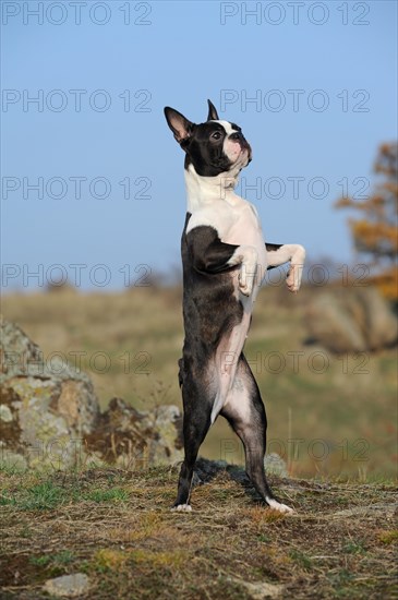 Boston Terrier