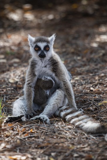 Ring-tailed lemur