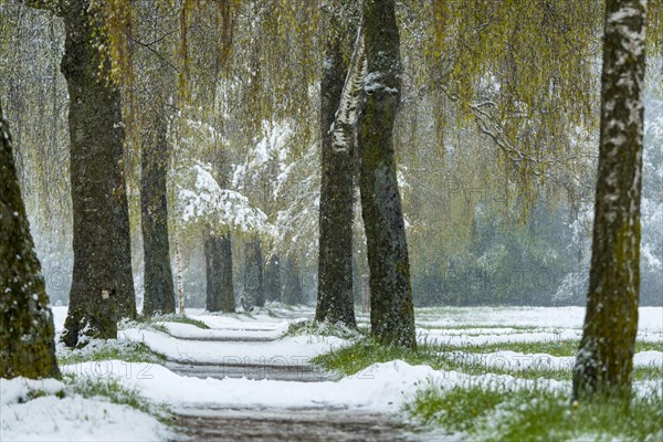 Birch tree alley