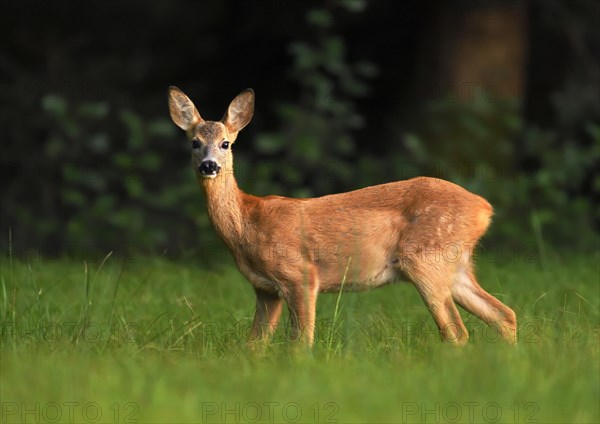 Roe deer