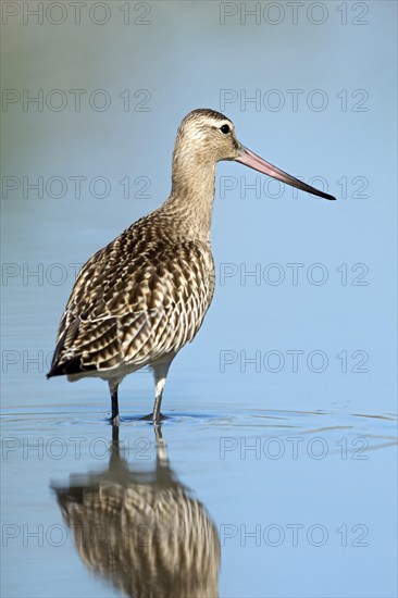 Bar-tailed godwit