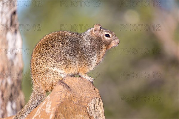 Rock squirrel