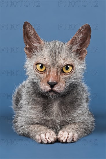 Werewolf Cat or Lykoi Cat