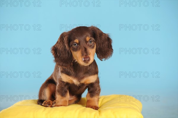 Long Haired Miniature Dachshund