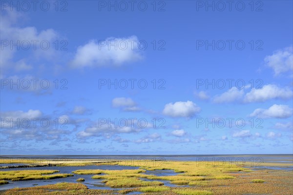 Glasswort