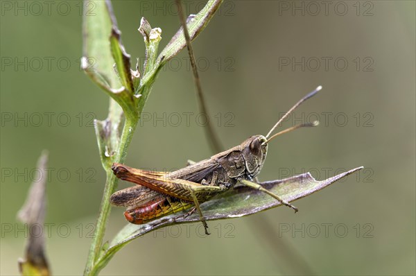 Woodland Grasshopper