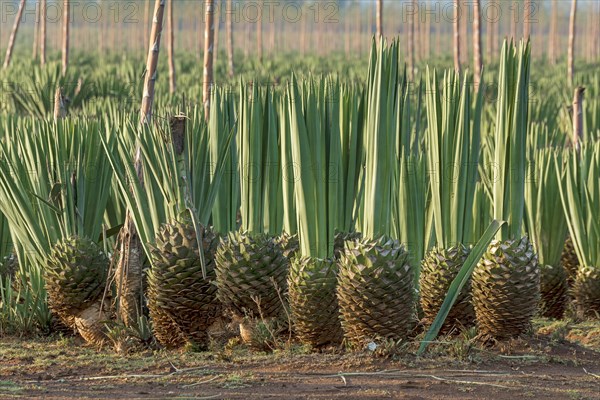 Sisal agave