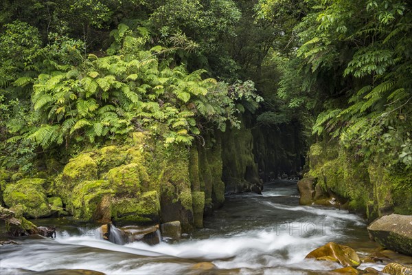 River running through Te Whaiti Nui Toi Canyon