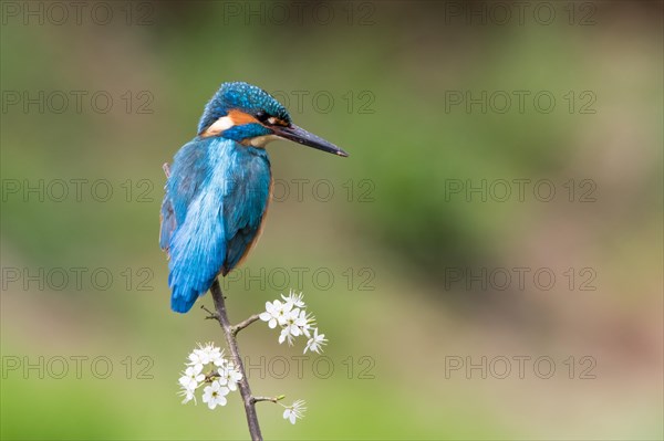 Kingfisher