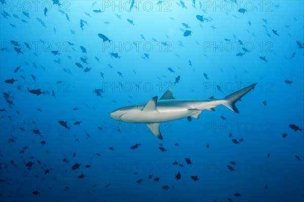 Grey reef shark