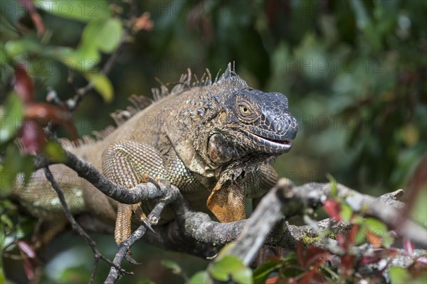 Green Iguana