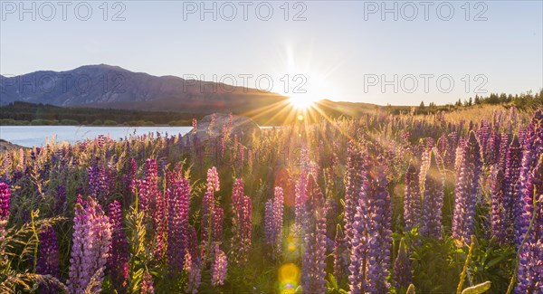 Sun shining through purple Large-leaved lupines