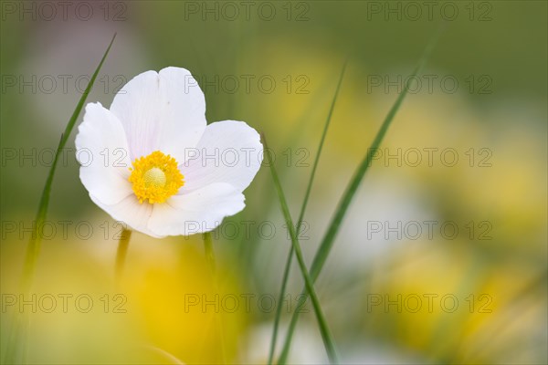 Snowdrop anemone