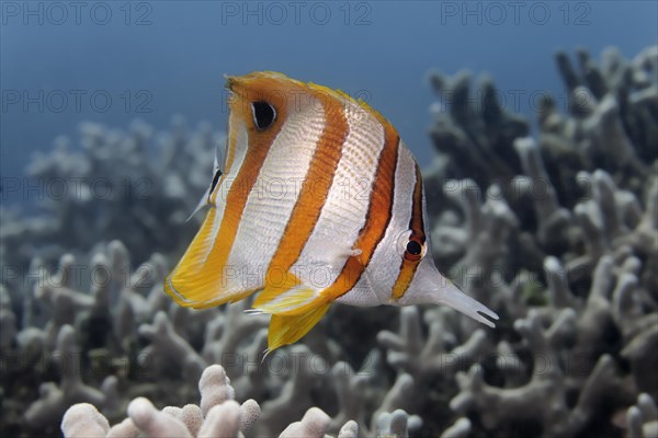 Copperband butterflyfish