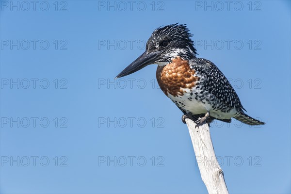 Giant kingfisher