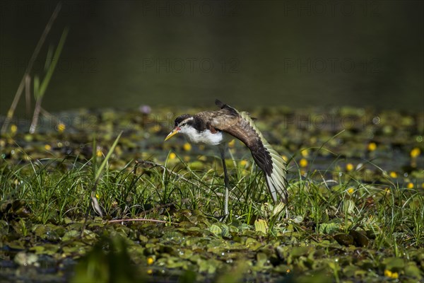 Wattled jacana