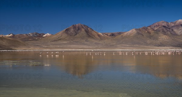 Flamingos