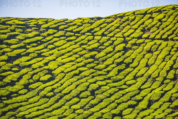 Hill with tea plantations