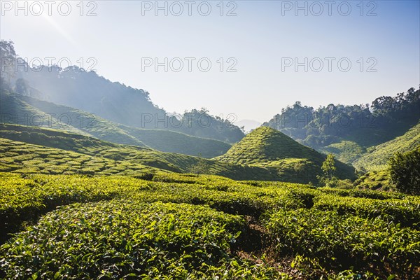 Hilly landscape with tea plantations