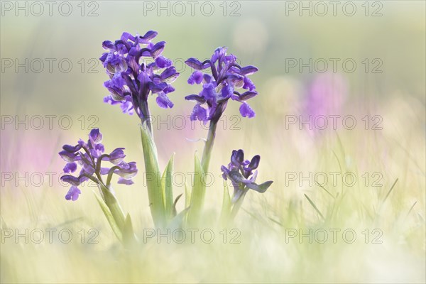 Green-winged orchid