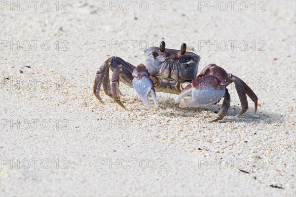 Smooth-handed Ghost Crab