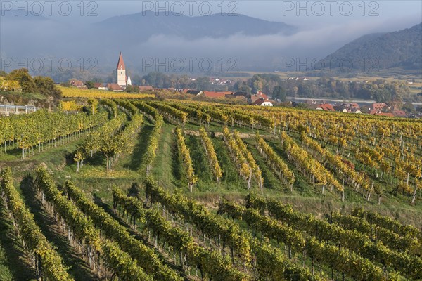 Autumnal vineyards in Weissenkirchen in the Wachau
