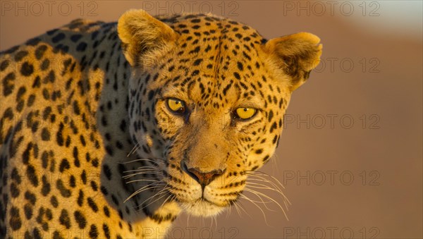 Leopard