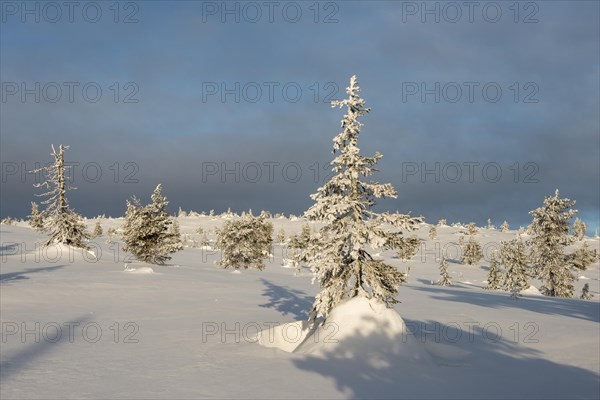 Snow covered trees