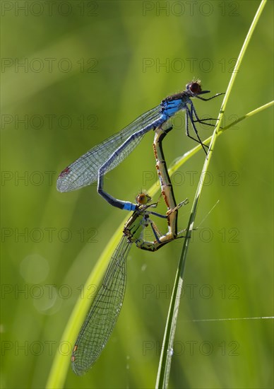 Red-eyed Damselfly