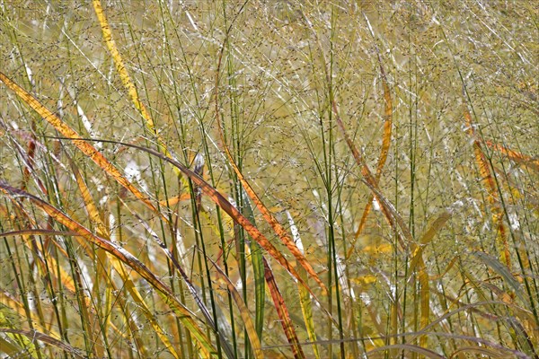 Switchgrass