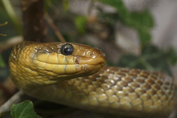 Aesculapian snake