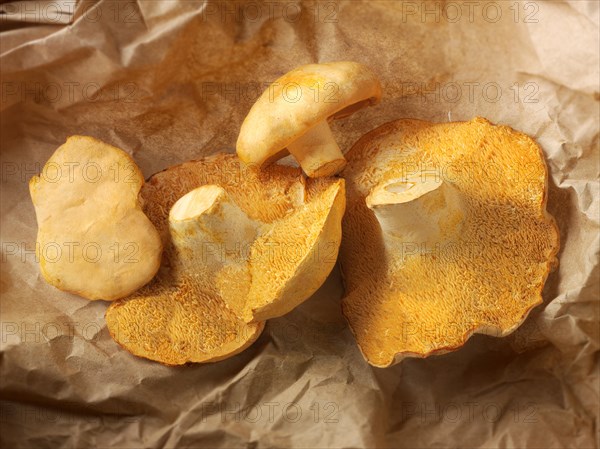 Organic Pied de Mouton Mushrooms