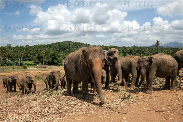 Asian elephants