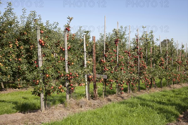 Apple trees