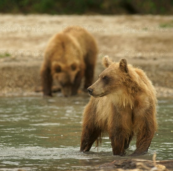 Brown bears