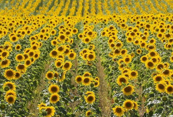 Sunflowers