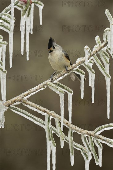 Black-crested Titmouse