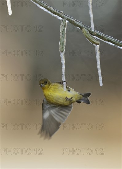 Lesser Goldfinch