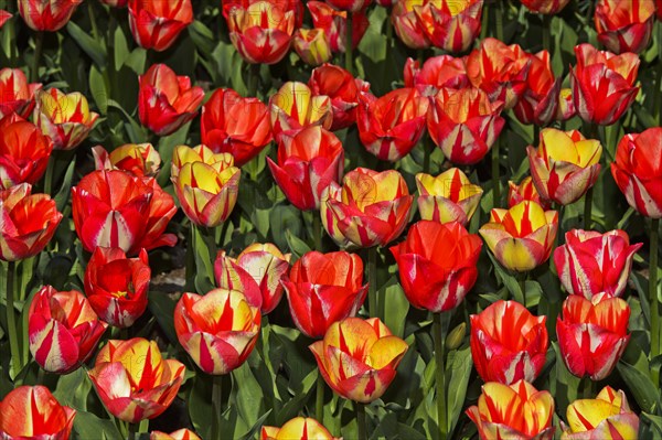 Red Yellow Dutch Tulips